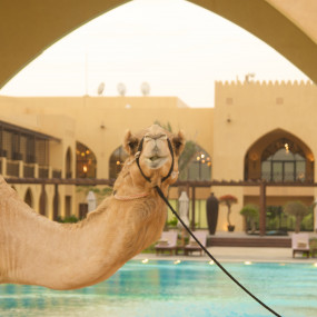 5* Stay at Tilal Liwa Hotel Abu Dhabi in Abu Dhabi: Gallery Photo 3rr853