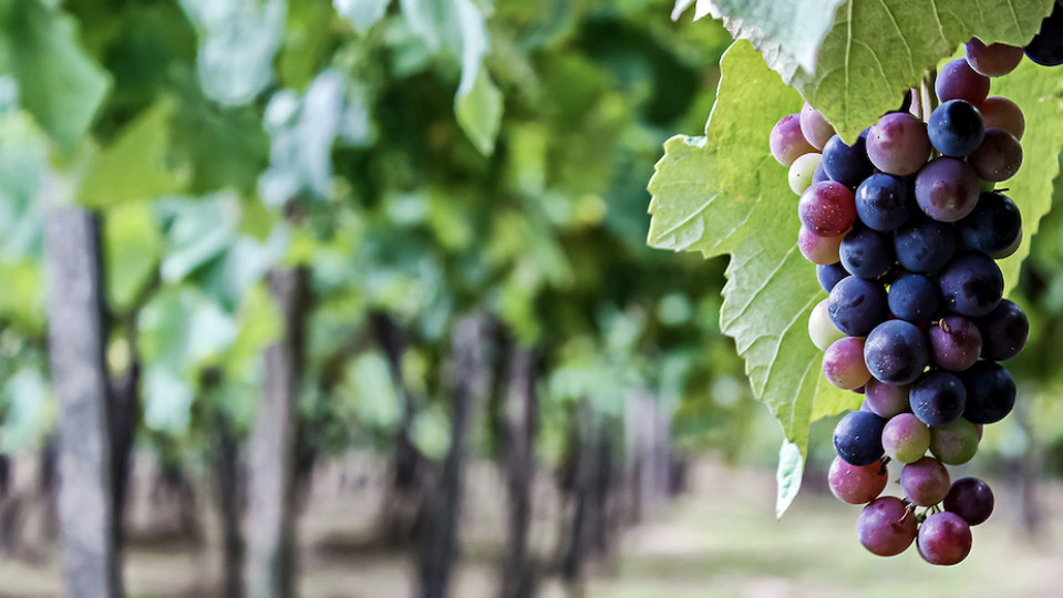 A Taste Of The Americas A Taste Of The Americas