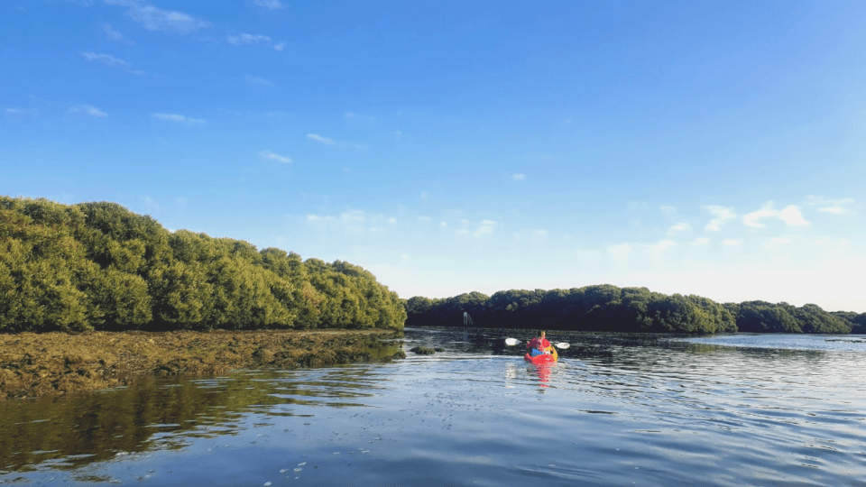 Ajman Aqdar Kayaking and Mangrove Planting