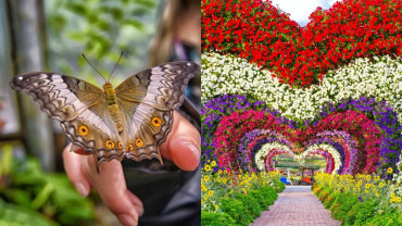 Miracle Garden + Butterfly Garden - Combo Miracle Garden + Butterfly Garden - Combo