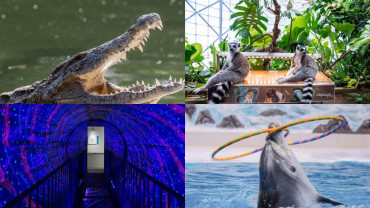 Crocodile Park Special Offer Combos - Upto 30% OFF