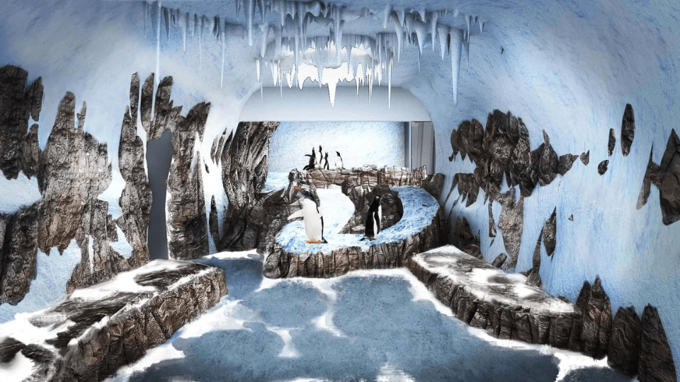 Dubai Aquarium & Underwater Zoo - Penguin Encounter