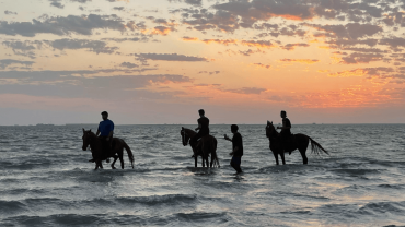 Horse Riding in Jeddah Horse Riding in Jeddah