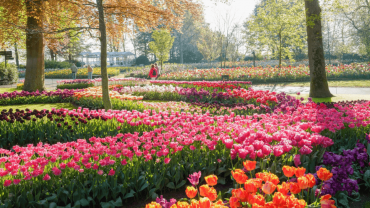 Keukenhof: Entry Ticket Keukenhof: Entry Ticket