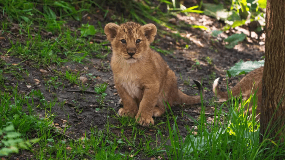 حديقة حيوانات لندن: تذكرة الدخول حديقة حيوانات لندن: تذكرة الدخول