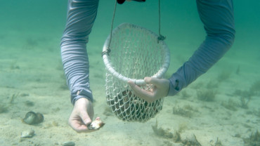 تجربة غوص سطحية لصيد اللؤلؤ