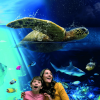 Sea Life Brighton