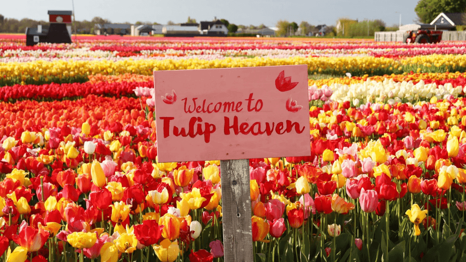 Tulip Experience Amsterdam: Entry Ticket