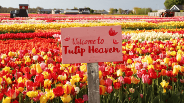 Tulip Experience Amsterdam: Entry Ticket