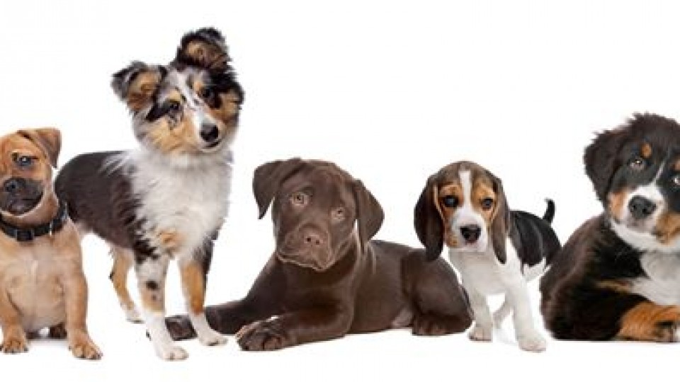 Vietnam Championship Dog Show 2017