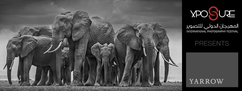 Wild Encounters with David Yarrow