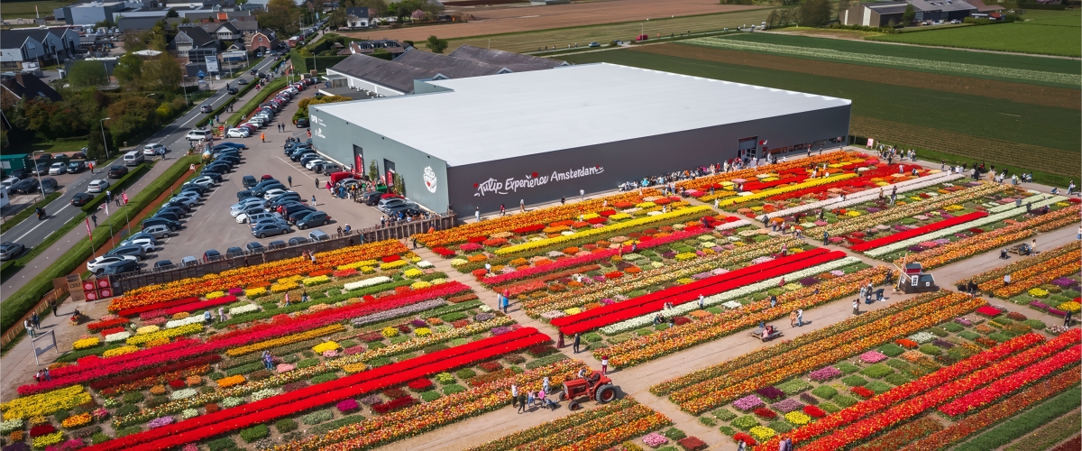 Tulip Experience Amsterdam